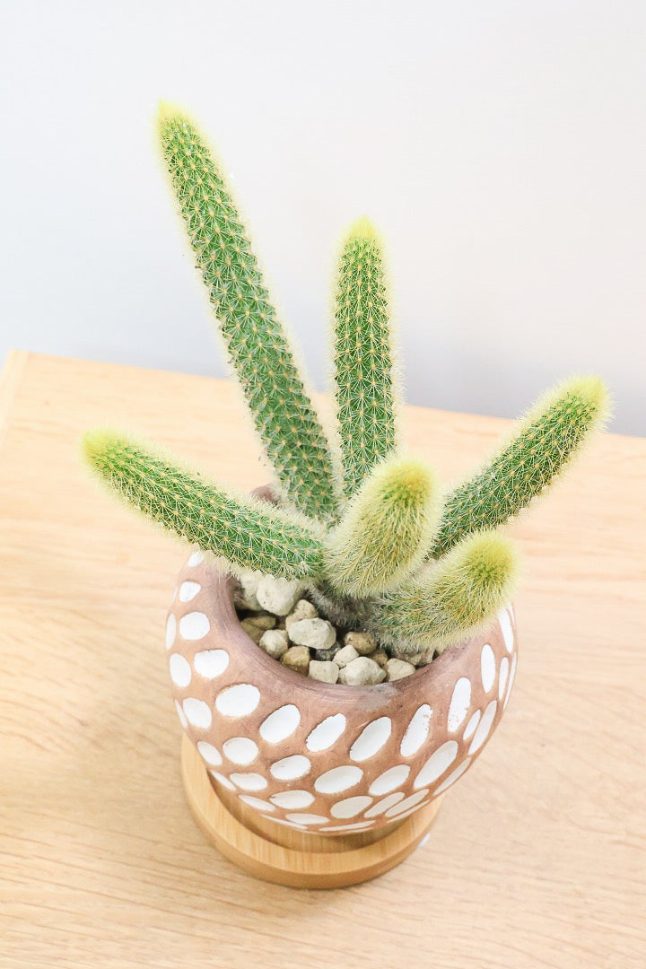 【サボテン ヒルデウィンテラ】水玉模様のかわいいおしゃれPOT！かわいすぎて思わず葉に触っちゃいそうになるけどチクッとしますのでご注意ください。