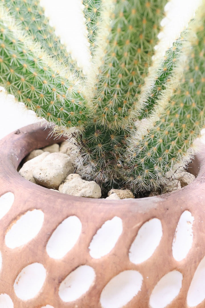【サボテン ヒルデウィンテラ】水玉模様のかわいいおしゃれPOT！かわいすぎて思わず葉に触っちゃいそうになるけどチクッとしますのでご注意ください。