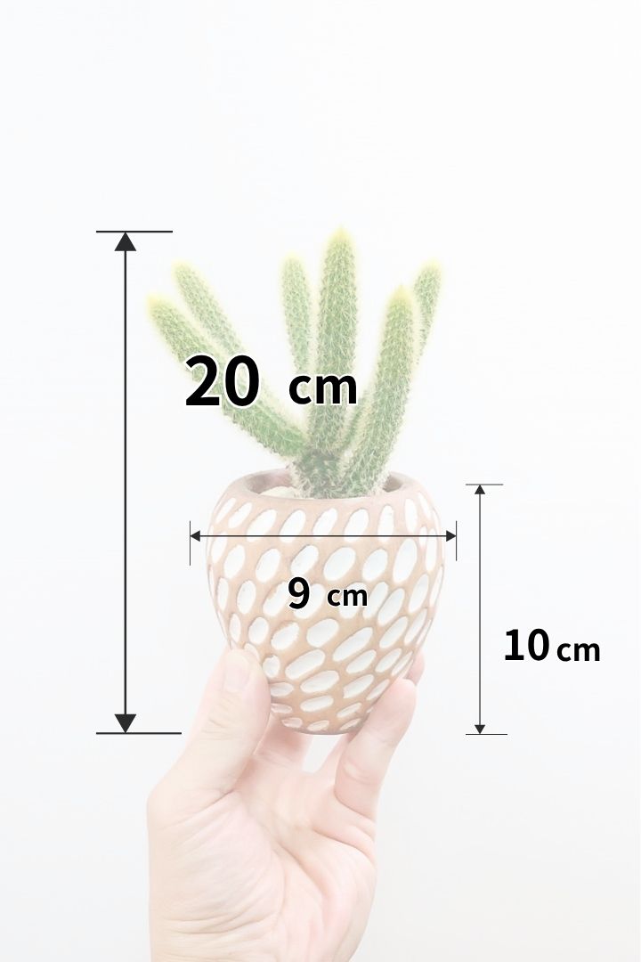 【サボテン ヒルデウィンテラ】水玉模様のかわいいおしゃれPOT！かわいすぎて思わず葉に触っちゃいそうになるけどチクッとしますのでご注意ください。