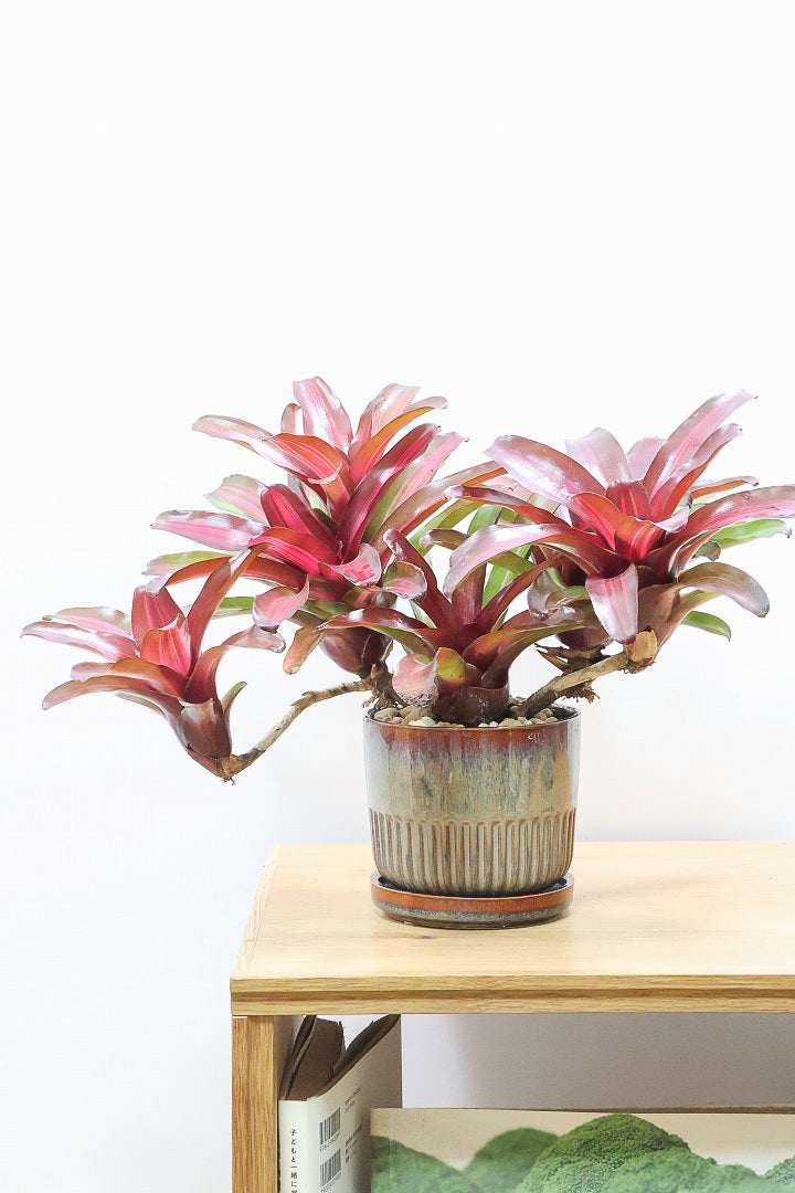 ネオレゲリア サンセットボールR62158| 観葉植物の通信販売 | APEGO