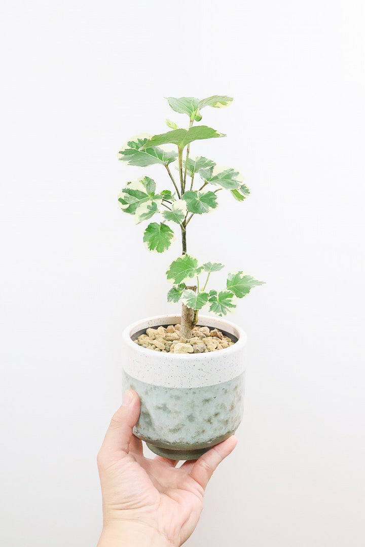 【ポリシャス マルギナータ】同系色のかわいいPOT！ホワイト＆グリーンの葉っぱがかわいい観葉植物です