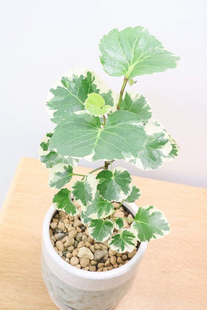 【ポリシャス マルギナータ】同系色のかわいいPOT！ホワイト＆グリーンの葉っぱがかわいい観葉植物です