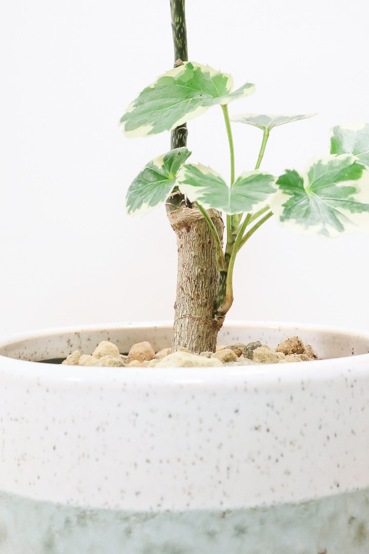【ポリシャス マルギナータ】同系色のかわいいPOT！ホワイト＆グリーンの葉っぱがかわいい観葉植物です