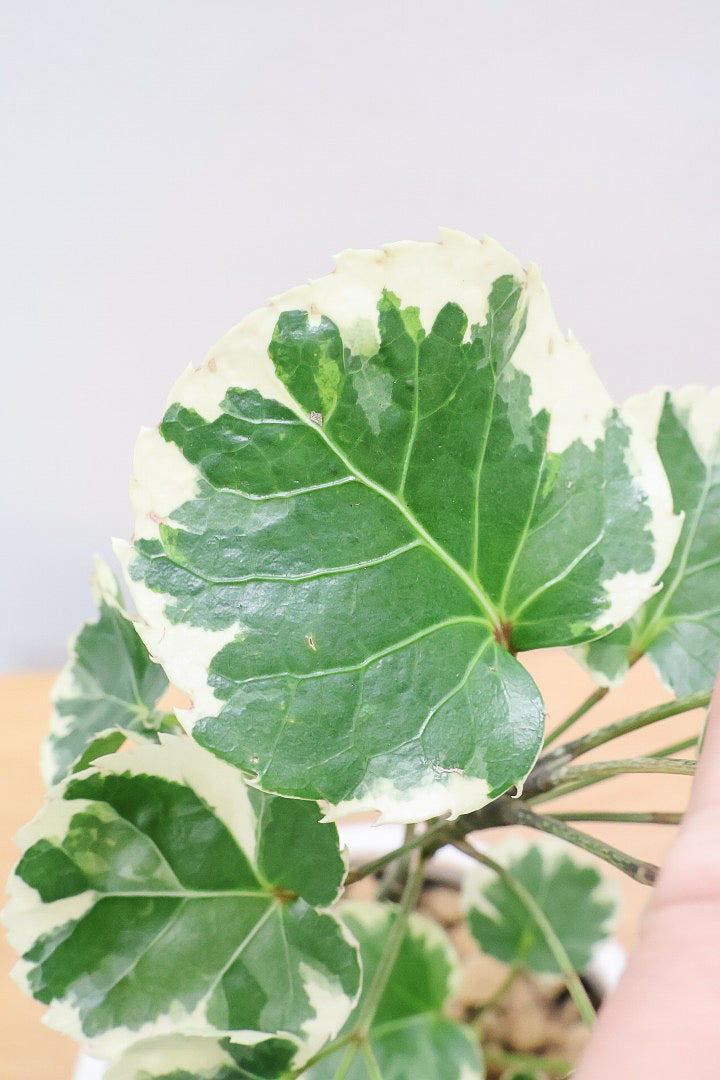 【ポリシャス マルギナータ】同系色のかわいいPOT！ホワイト＆グリーンの葉っぱがかわいい観葉植物です