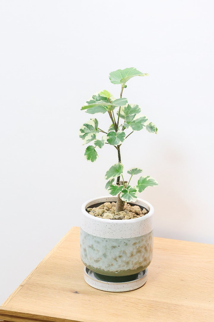 【ポリシャス マルギナータ】同系色のかわいいPOT！ホワイト＆グリーンの葉っぱがかわいい観葉植物です