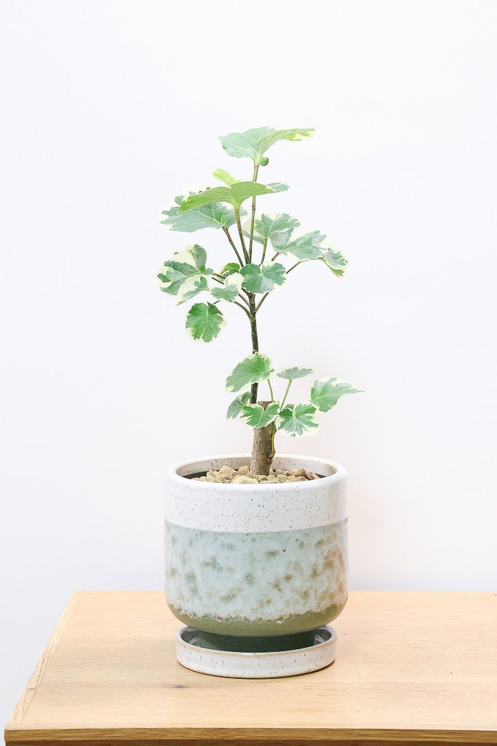 【ポリシャス マルギナータ】同系色のかわいいPOT！ホワイト＆グリーンの葉っぱがかわいい観葉植物です