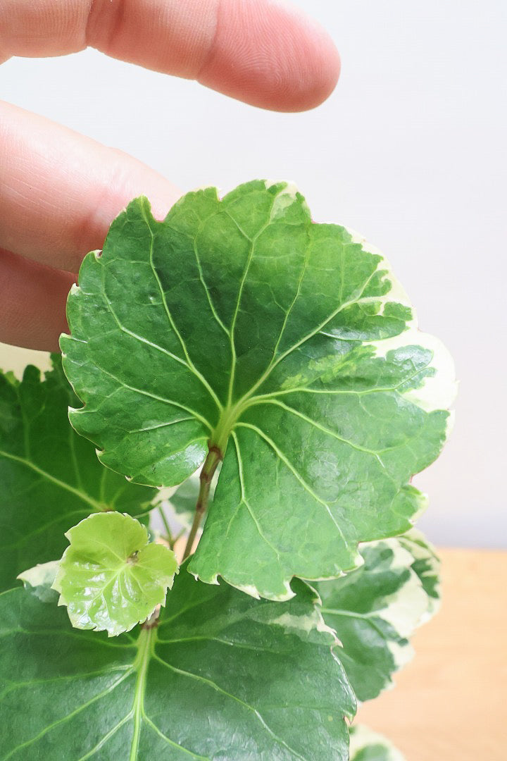 【ポリシャス マルギナータ】同系色のかわいいPOT！ホワイト＆グリーンの葉っぱがかわいい観葉植物です
