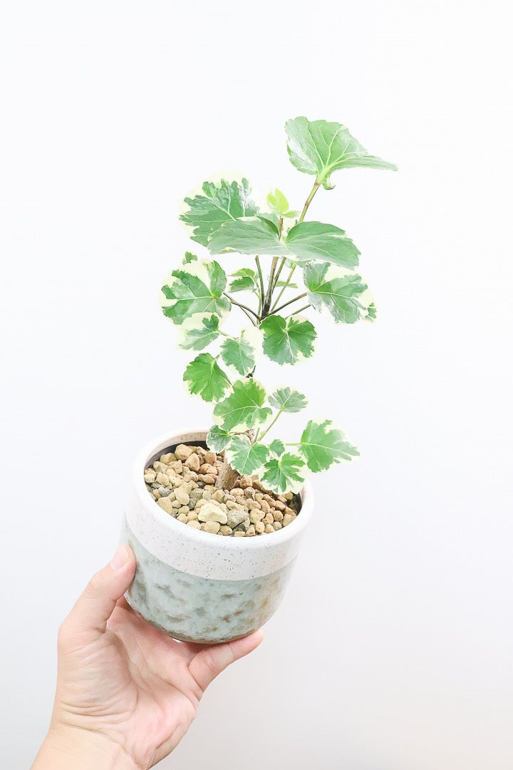 【ポリシャス マルギナータ】同系色のかわいいPOT！ホワイト＆グリーンの葉っぱがかわいい観葉植物です