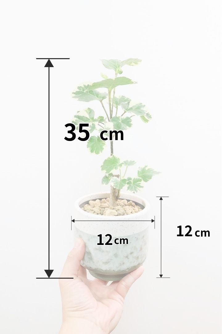 【ポリシャス マルギナータ】同系色のかわいいPOT！ホワイト＆グリーンの葉っぱがかわいい観葉植物です