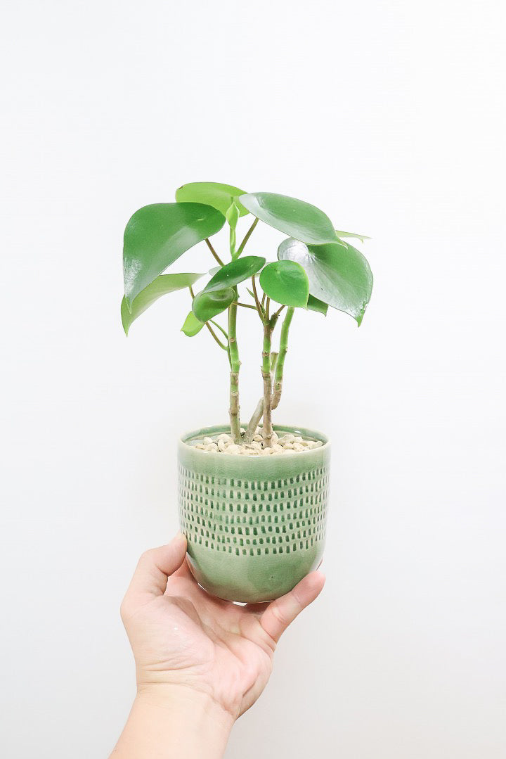 【ペペロミア  ジェイド】スペードのかわいい葉っぱ。光沢のある葉がたまらないほどにかわいい品種なんです！