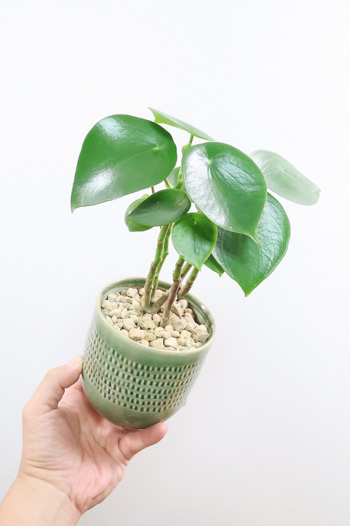 【ペペロミア  ジェイド】スペードのかわいい葉っぱ。光沢のある葉がたまらないほどにかわいい品種なんです！