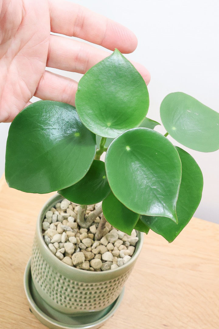 【ペペロミア  ジェイド】スペードのかわいい葉っぱ。光沢のある葉がたまらないほどにかわいい品種なんです！