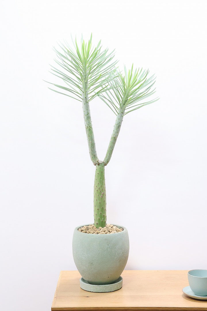 【モンキーツリー】カッコイイ幹！幸せが訪れる言い伝えがある♪茨城県のモンキーツリーの生産者さんの選りすぐりの個体です！こだわりの樹形です！