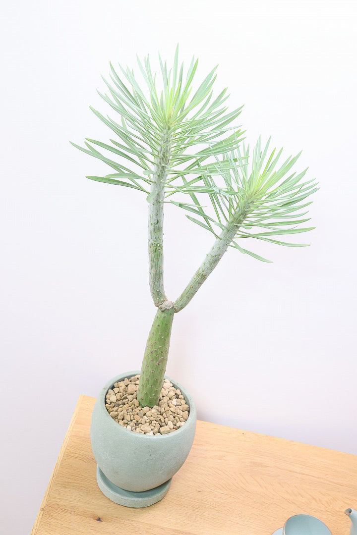 【モンキーツリー】カッコイイ幹！幸せが訪れる言い伝えがある♪茨城県のモンキーツリーの生産者さんの選りすぐりの個体です！こだわりの樹形です！