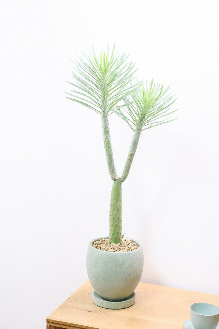 【モンキーツリー】カッコイイ幹！幸せが訪れる言い伝えがある♪茨城県のモンキーツリーの生産者さんの選りすぐりの個体です！こだわりの樹形です！
