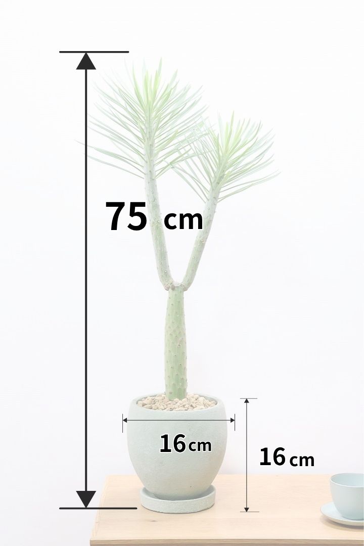【モンキーツリー】カッコイイ幹！幸せが訪れる言い伝えがある♪茨城県のモンキーツリーの生産者さんの選りすぐりの個体です！こだわりの樹形です！