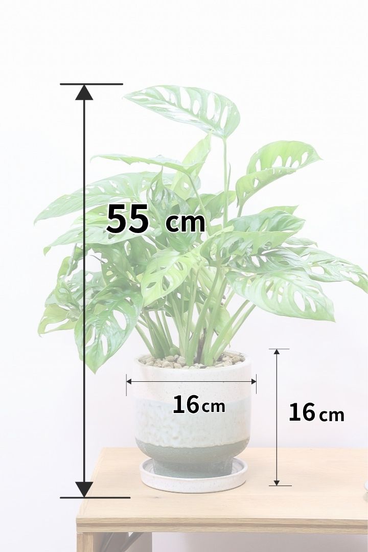 エキゾチックな観葉植物❤︎モンステラ エキゾチックな雰囲気の観葉植物「モンステラ」の人気の理由に迫る