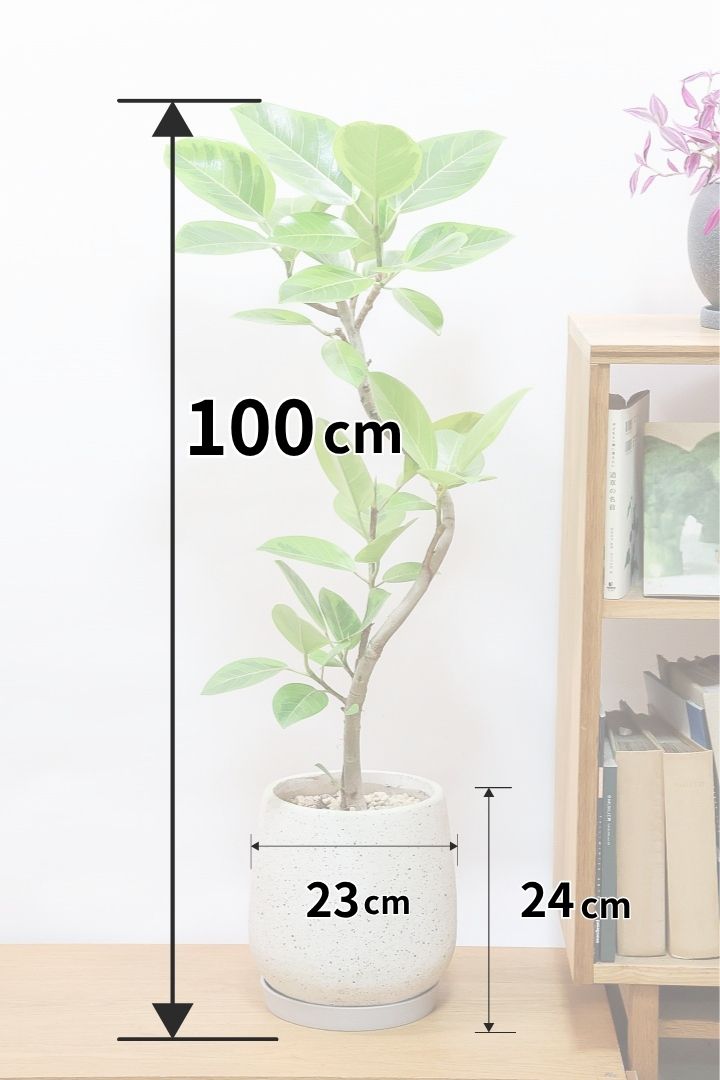 【アルテシマ】葉色が凄くきれいです！この個体は将来性を感じるいい個体だと思います！