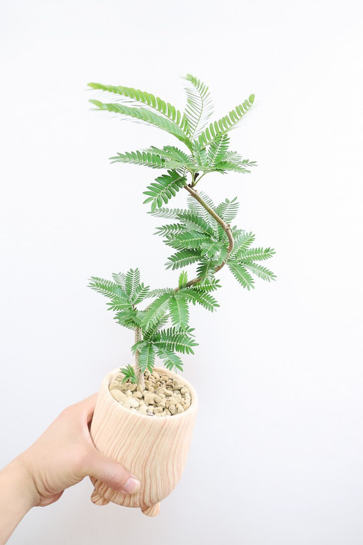 【エバーフレッシュ】人気の脚付きPOT！作り込まれた雰囲気のある素敵な樹形！葉数も多くボリュームがありますよ！