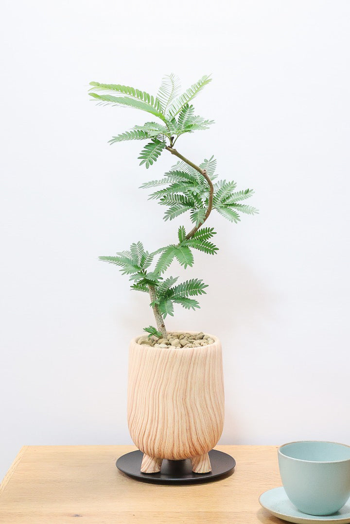 【エバーフレッシュ】人気の脚付きPOT！作り込まれた雰囲気のある素敵な樹形！葉数も多くボリュームがありますよ！