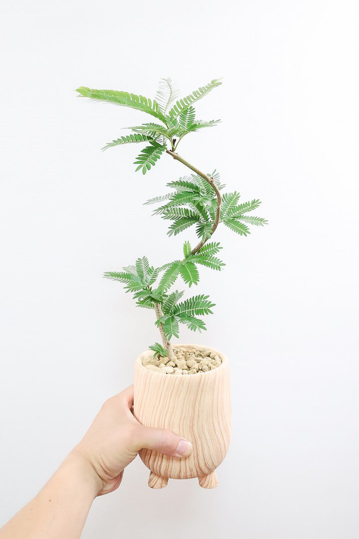 【エバーフレッシュ】人気の脚付きPOT！作り込まれた雰囲気のある素敵な樹形！葉数も多くボリュームがありますよ！