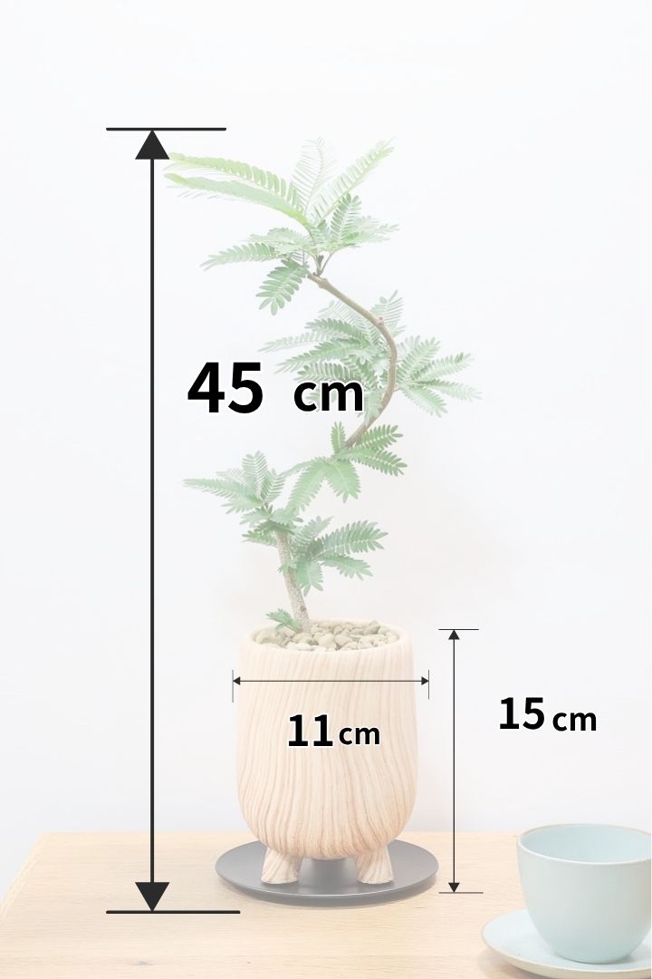 【エバーフレッシュ】人気の脚付きPOT！作り込まれた雰囲気のある素敵な樹形！葉数も多くボリュームがありますよ！