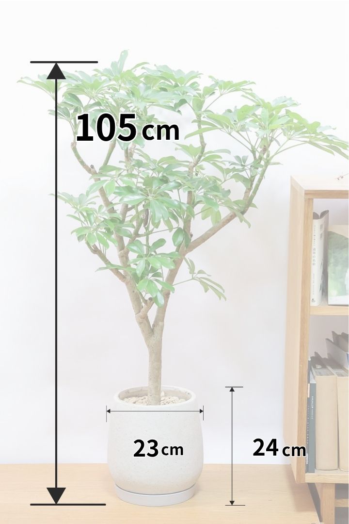 【シェフレラ アルボリコラ】この樹形はカッコイイ！仕入れの時にビビッときて仕入れました！