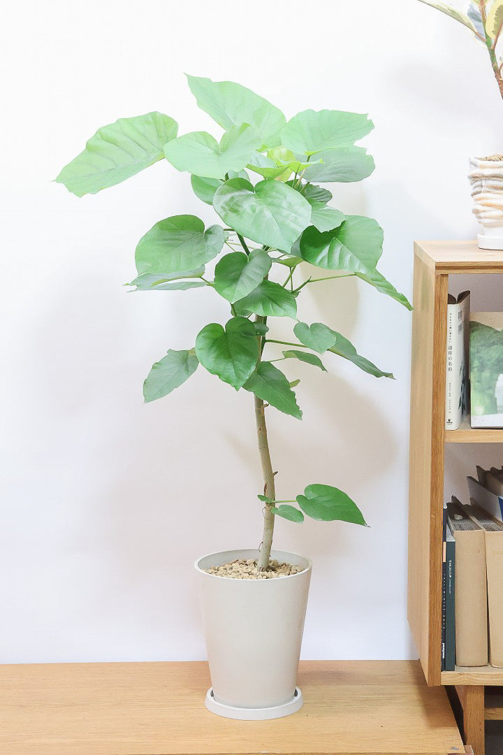 8,501円～12,000円| 観葉植物の通信販売 | APEGO(アペーゴ)