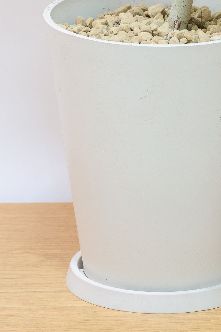 【ウンベラータ】軽量なプラスチック製のPOT！スタイリッシュな樹形です！こんなにボリュームがあるのにお求めやすい価格でのご提案です！