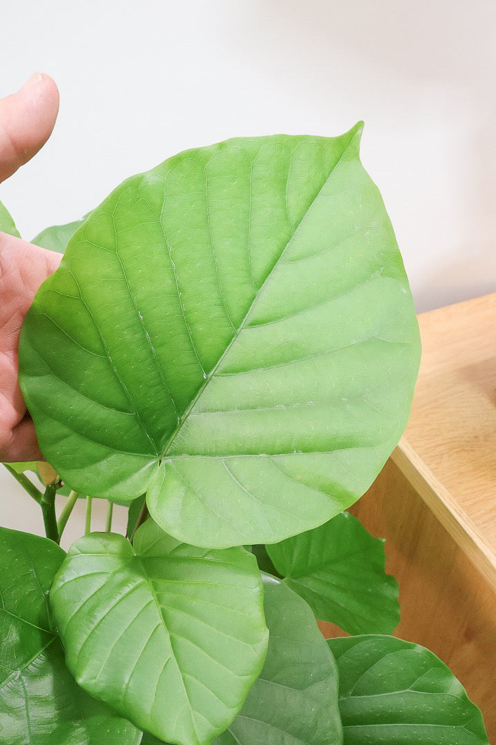 【ウンベラータ】軽量なプラスチック製のPOT！スタイリッシュな樹形です！こんなにボリュームがあるのにお求めやすい価格でのご提案です！