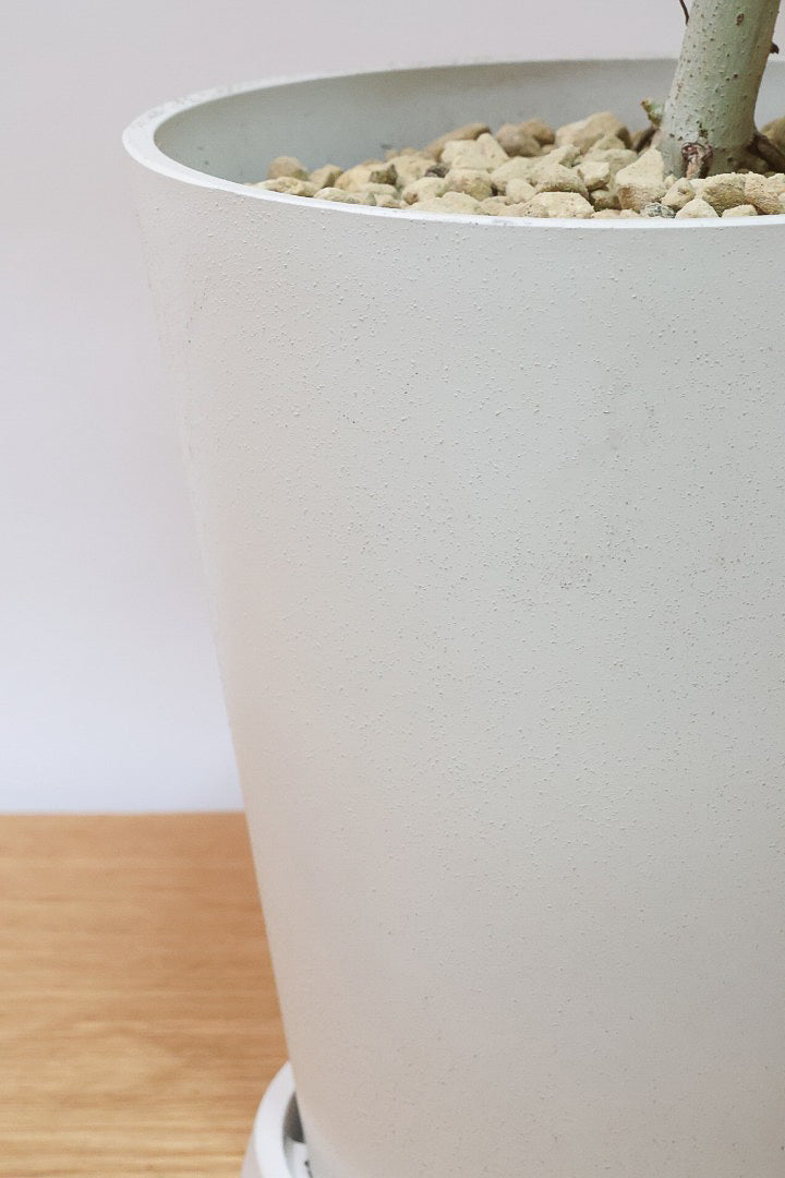 【ウンベラータ】軽量なプラスチック製のPOT！スタイリッシュな樹形です！こんなにボリュームがあるのにお求めやすい価格でのご提案です！