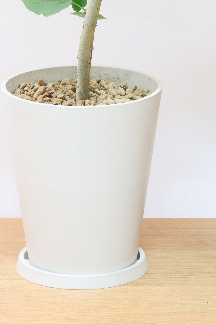 【ウンベラータ】軽量なプラスチック製のPOT！ナチュラルにカーブした樹形です！こんなにボリュームがあるのにお求めやすい価格でのご提案です！