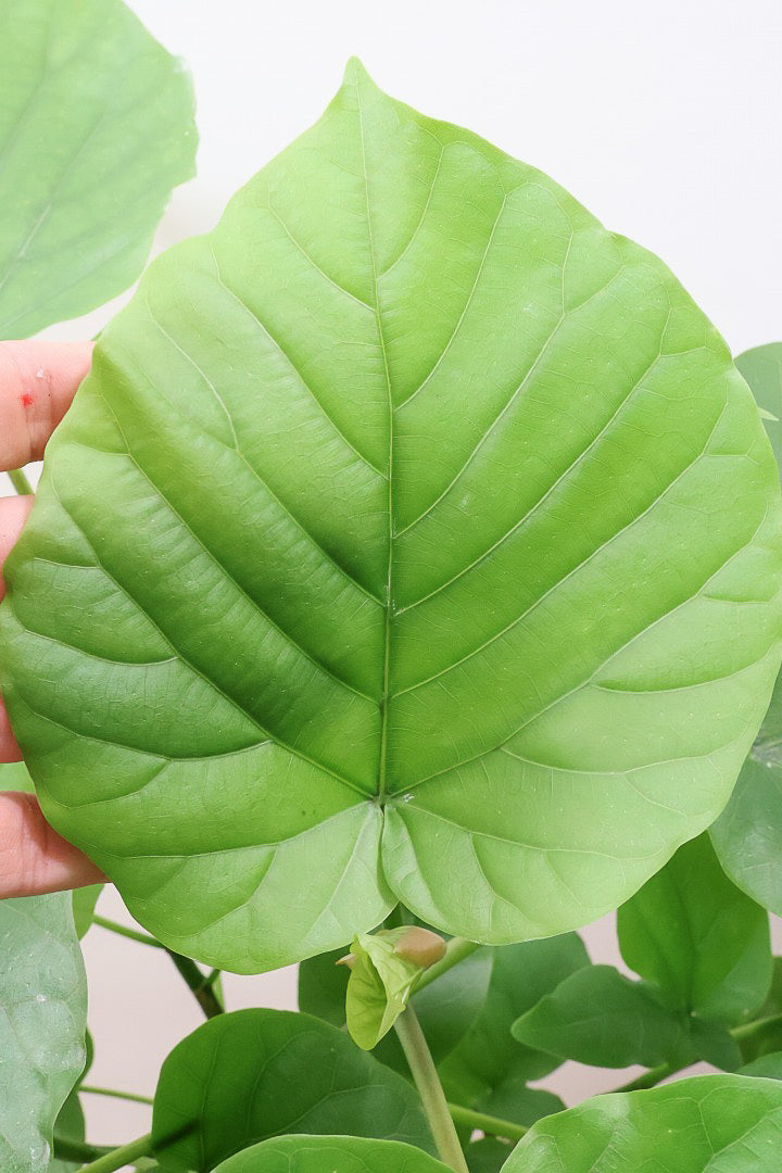 【ウンベラータ】軽量なプラスチック製のPOT！ナチュラルにカーブした樹形です！こんなにボリュームがあるのにお求めやすい価格でのご提案です！