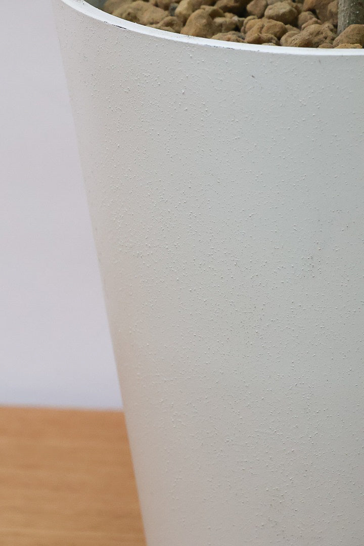 【ウンベラータ】軽量なプラスチック製のPOT！ナチュラルにカーブした樹形です！こんなにボリュームがあるのにお求めやすい価格でのご提案です！