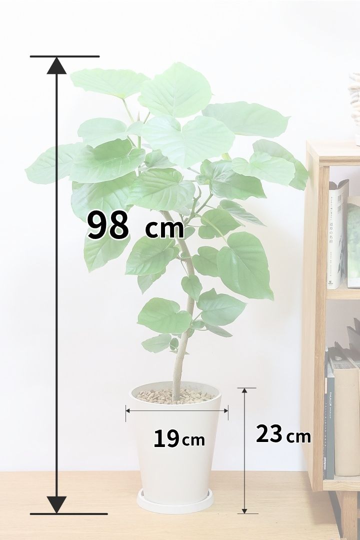 【ウンベラータ】軽量なプラスチック製のPOT！ナチュラルにカーブした樹形です！こんなにボリュームがあるのにお求めやすい価格でのご提案です！