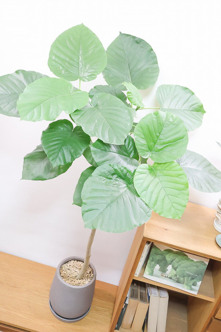 【ウンベラータ】これは幹も太くてホント良い樹形！葉の大きさもちょうどいいと思います！存在感があるのでインテリアにはピッタリ！