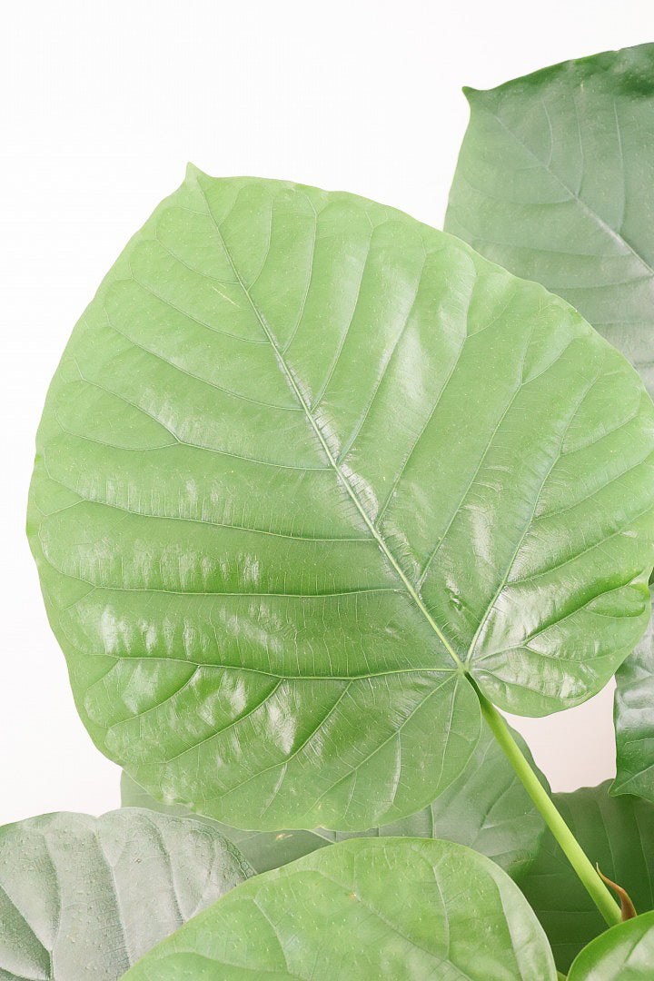 【ウンベラータ】これは幹も太くてホント良い樹形！葉の大きさもちょうどいいと思います！存在感があるのでインテリアにはピッタリ！