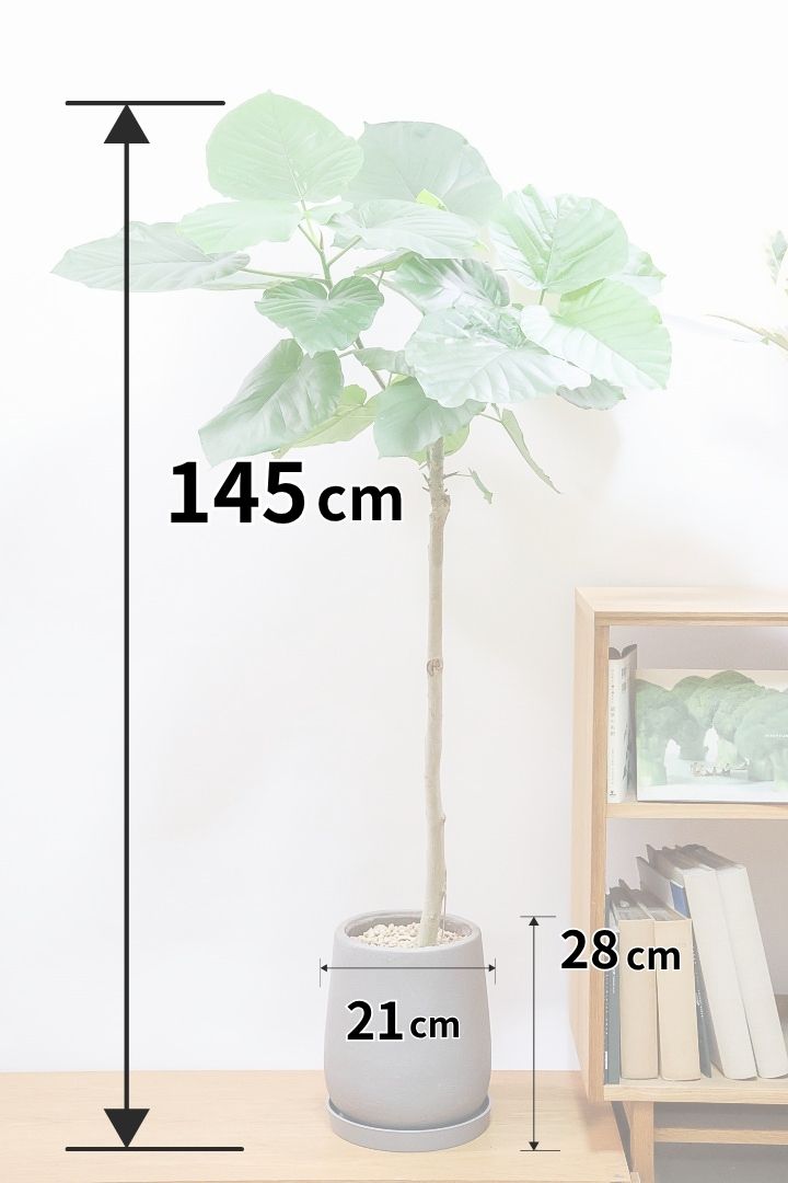 幹の曲がり具合が良いウンベラータ！あなたのお気に入りは？| 観葉植物