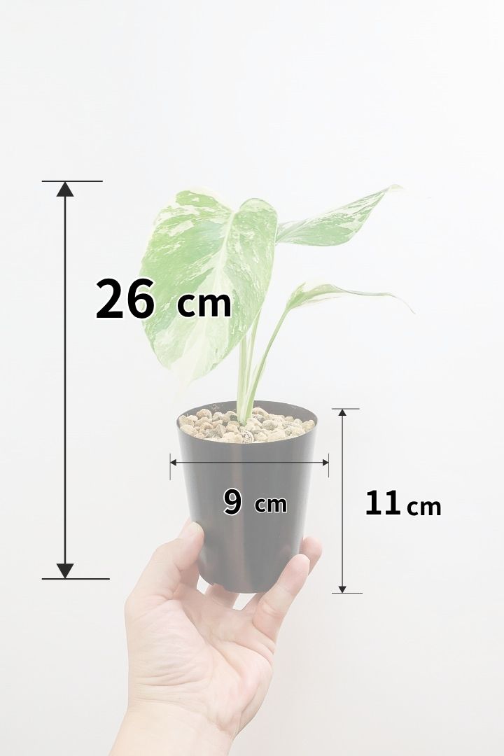購入前にチェック！元気なモンステラの選び方を教えます！| 観葉植物の