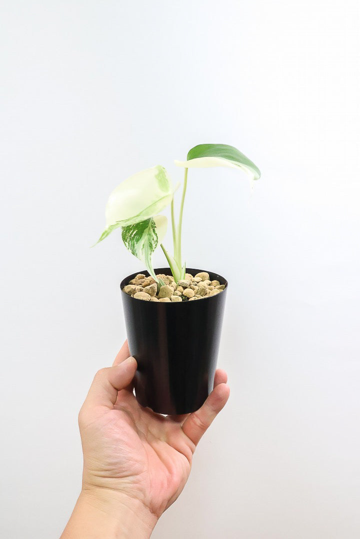 【モンステア ボルシギアナ】きれいなハーフムーンの素晴らしい個体！このサイズ感はイイと思う！