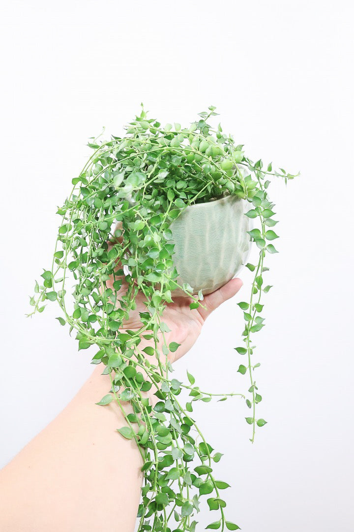 送料無料】多肉植物| 観葉植物の通信販売 | APEGO(アペーゴ)