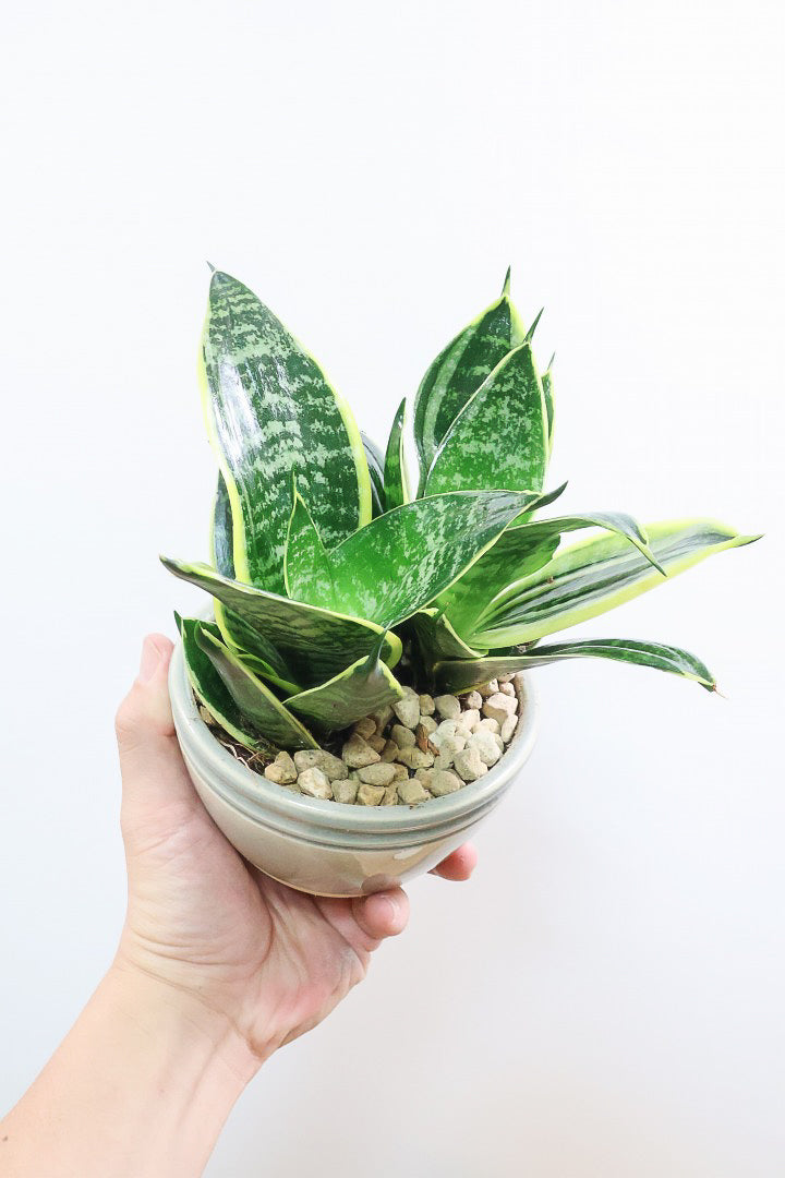 送料無料】ボリューム満点の観葉植物| 観葉植物の通信販売 | APEGO