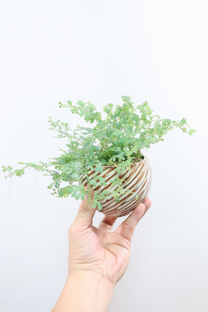 送料無料】ボリューム満点の観葉植物| 観葉植物の通信販売 | APEGO