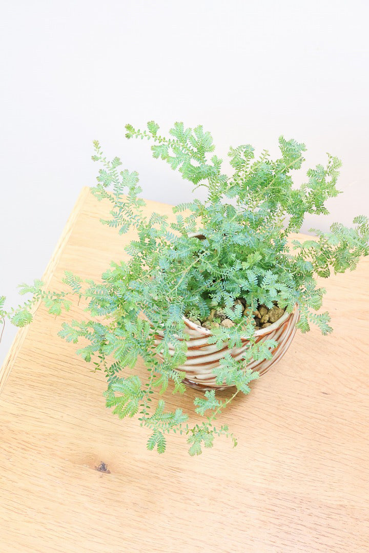 【レインボーファン】ふわふわした雰囲気がとってもかわいい観葉植物。しかも日陰に強い！