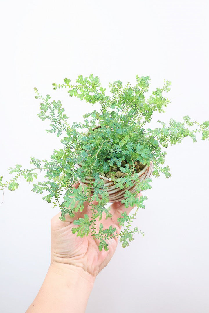 【レインボーファン】ふわふわした雰囲気がとってもかわいい観葉植物。しかも日陰に強い！
