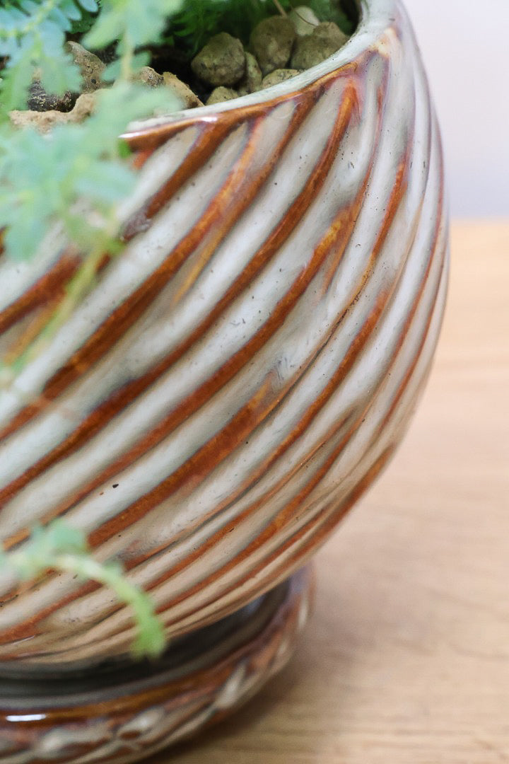 【レインボーファン】ふわふわした雰囲気がとってもかわいい観葉植物。しかも日陰に強い！