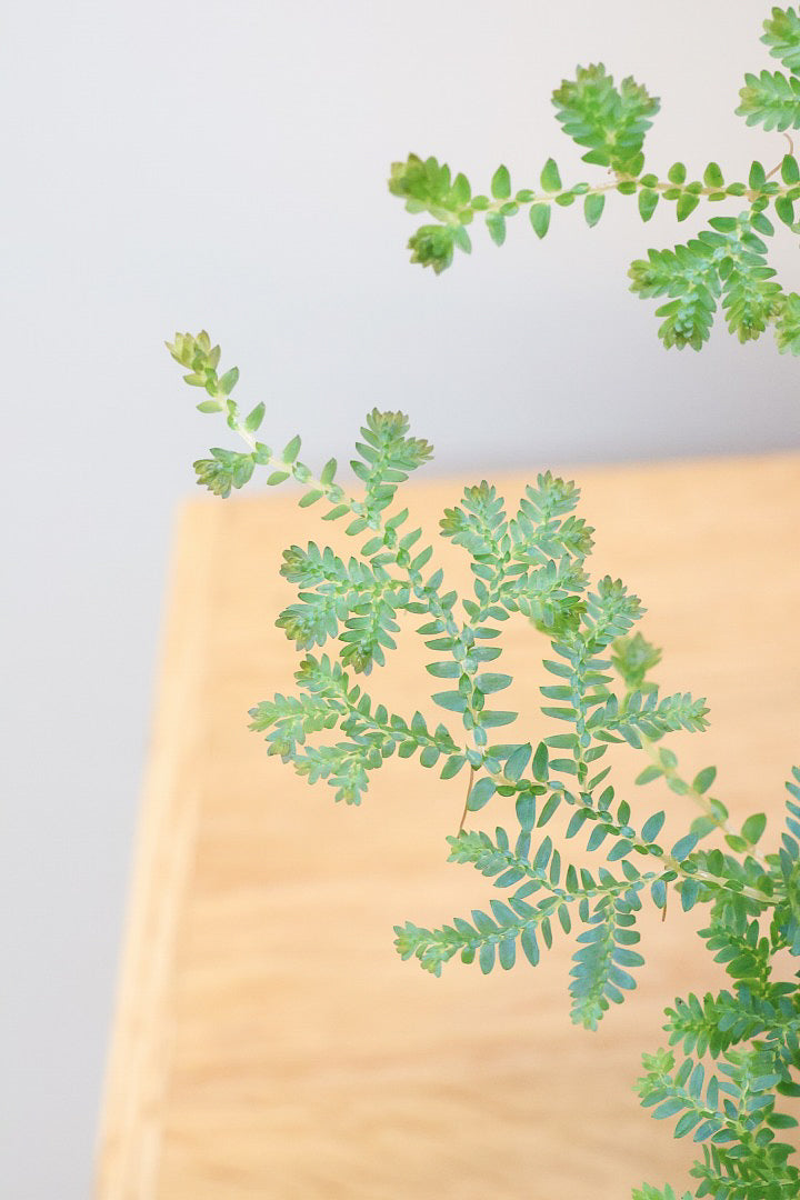 【レインボーファン】ふわふわした雰囲気がとってもかわいい観葉植物。しかも日陰に強い！