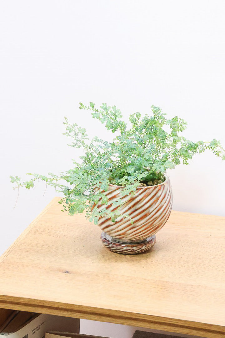 【レインボーファン】ふわふわした雰囲気がとってもかわいい観葉植物。しかも日陰に強い！