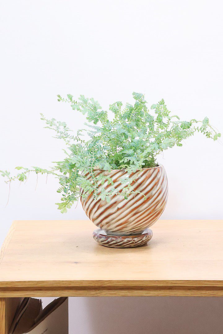 【レインボーファン】ふわふわした雰囲気がとってもかわいい観葉植物。しかも日陰に強い！
