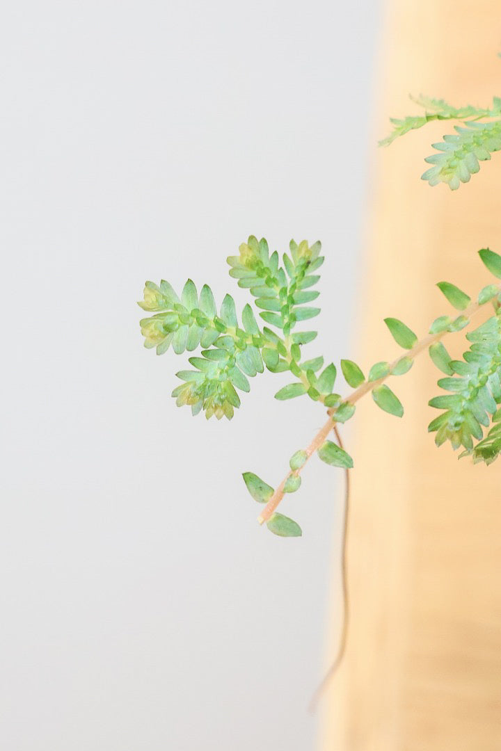 【レインボーファン】ふわふわした雰囲気がとってもかわいい観葉植物。しかも日陰に強い！